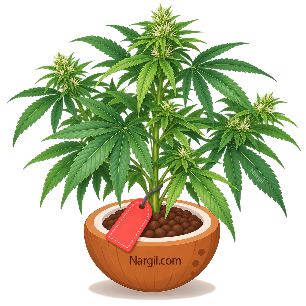 Nargil_Cannabis sativa